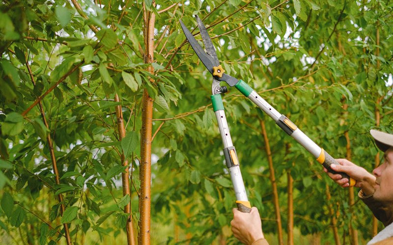 Tree trimming in Deering, ND