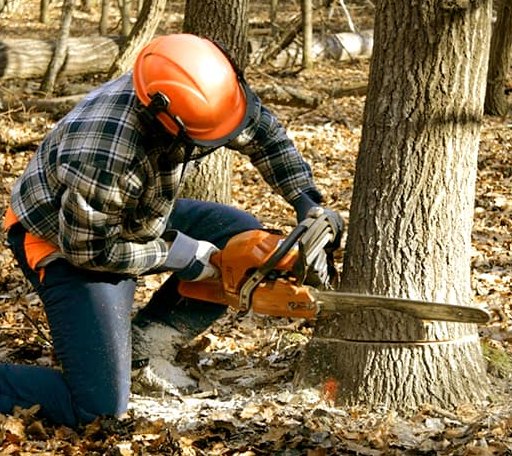 Tree Removal in Deering, ND
